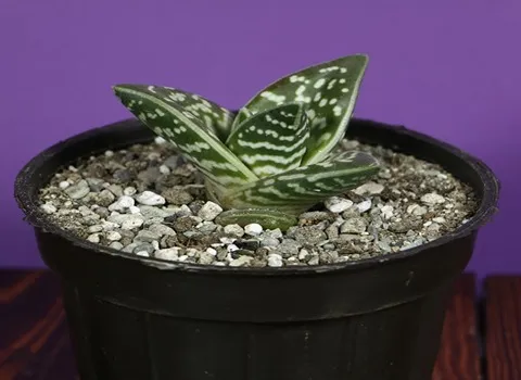 بهترین گیاه الوورا آپارتمانی + قیمت خرید عالی