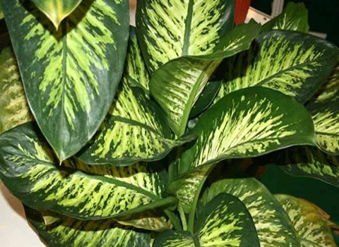 خرید و قیمت روز گل آپارتمانی برگ پهن دیفن باخیا