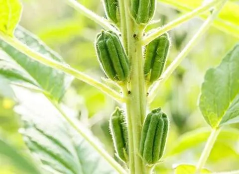 خرید و قیمت بذر کنجد پر محصول