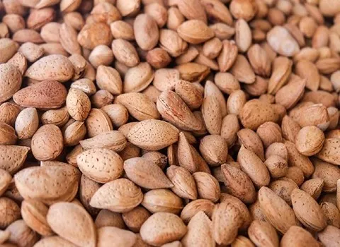 بادام درختی سنگی (کاغذی) پوسته شکننده مغز درشت ترد