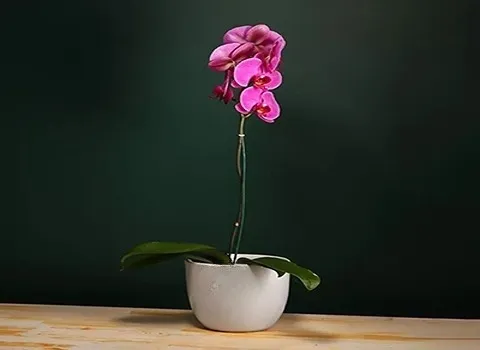 خرید و قیمت انواع گل ارکیده بنفش