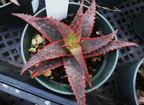 آلوئه ورا قرمز؛ نوک تیز مخروطی تقویت معده کشور Sudan