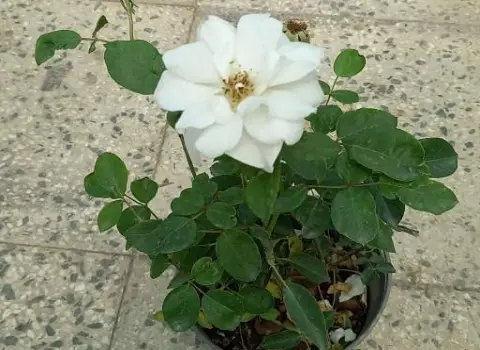 فواید گل نسترن اپارتمانی و ویژگی ها و نیازهای کاشت و پرورش آن