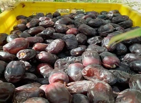 قیمت خرما مضافتی خوشه ای + پخش تولیدی عمده کارخانه