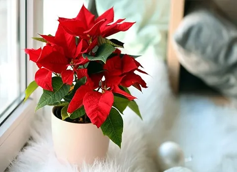 گل آپارتمانی گل قرمز | خرید با قیمت ارزان