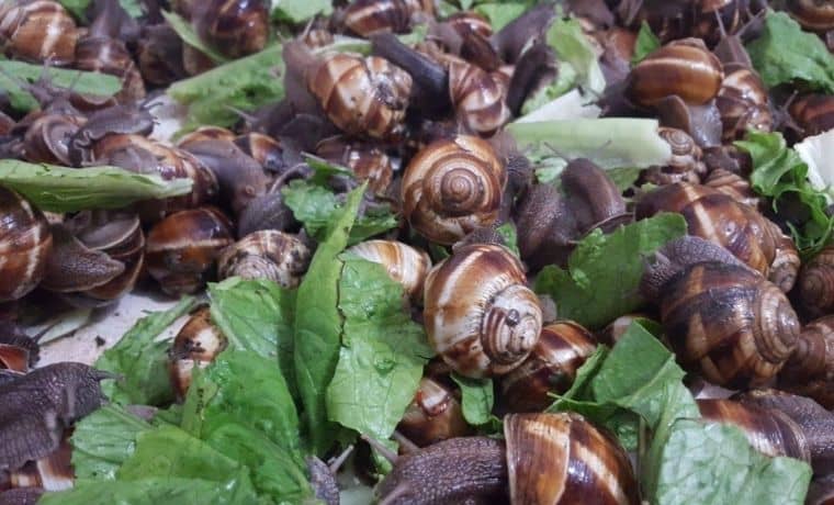 #همگانی: تجارت حلزونی و عنکبوتی را درست بشناسیم تا فریب برخی بنگاه ها را نخوریم.