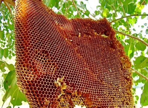 خرید جدیدترین انواع عسل جنگلی از معتبرترین برندهای دنیا