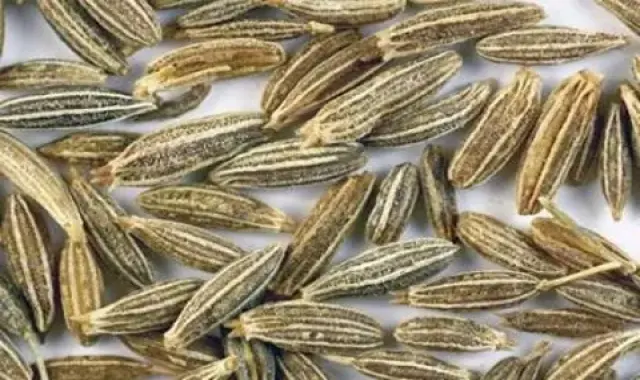 خرید زیره کوهی مازندران + قیمت عالی با کیفیت تضمینی