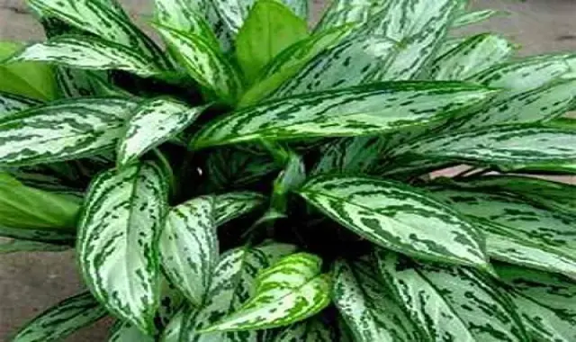 خرید و قیمت روز گل آپارتمانی آگلونما