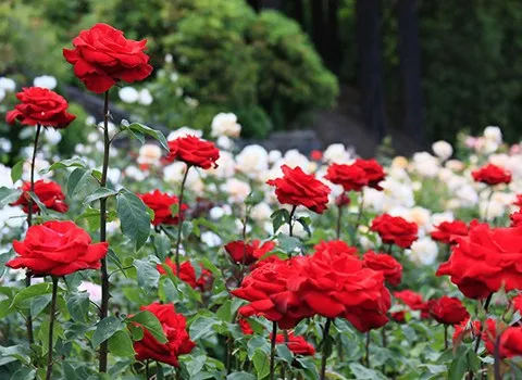 صادرات گل به هلند | مقصد نهایی گل و گیاه در دنیا