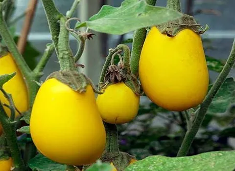 قیمت بادمجان زرد تایلندی + مشخصات بسته بندی عمده و ارزان