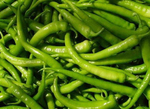 قیمت فلفل سبز شیرین