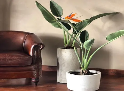 خرید گل آپارتمانی پرنده بهشتی با قیمت استثنایی