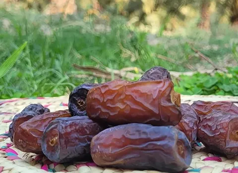 مشخصات خرما پیارم بدون هسته و نحوه خرید عمده