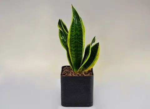 سانسوریا شمشیری لب طلایی؛ مقاوم گرما کم آبی 2 نژاد آفریقا Asia