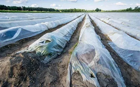 نایلون مالچ کشاورزی؛ گرانولی ضخیم 2 کاربرد گلخانه مزارع