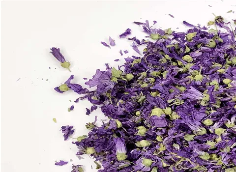 گیاه دارویی پنیرک؛ بنفش دمنوش مناطق ساحلی 2 طبع سرد تر