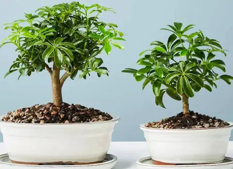 گل آپارتمانی شفلرا؛ برگ 3 تکه پنجه ای نیازمند نور کم