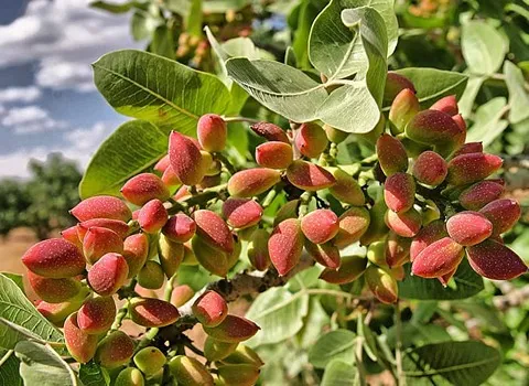 پسته گلخانه ای ممتاز؛ فندقی بادامی سلامت قلب تقویت حافظه Pistachio
