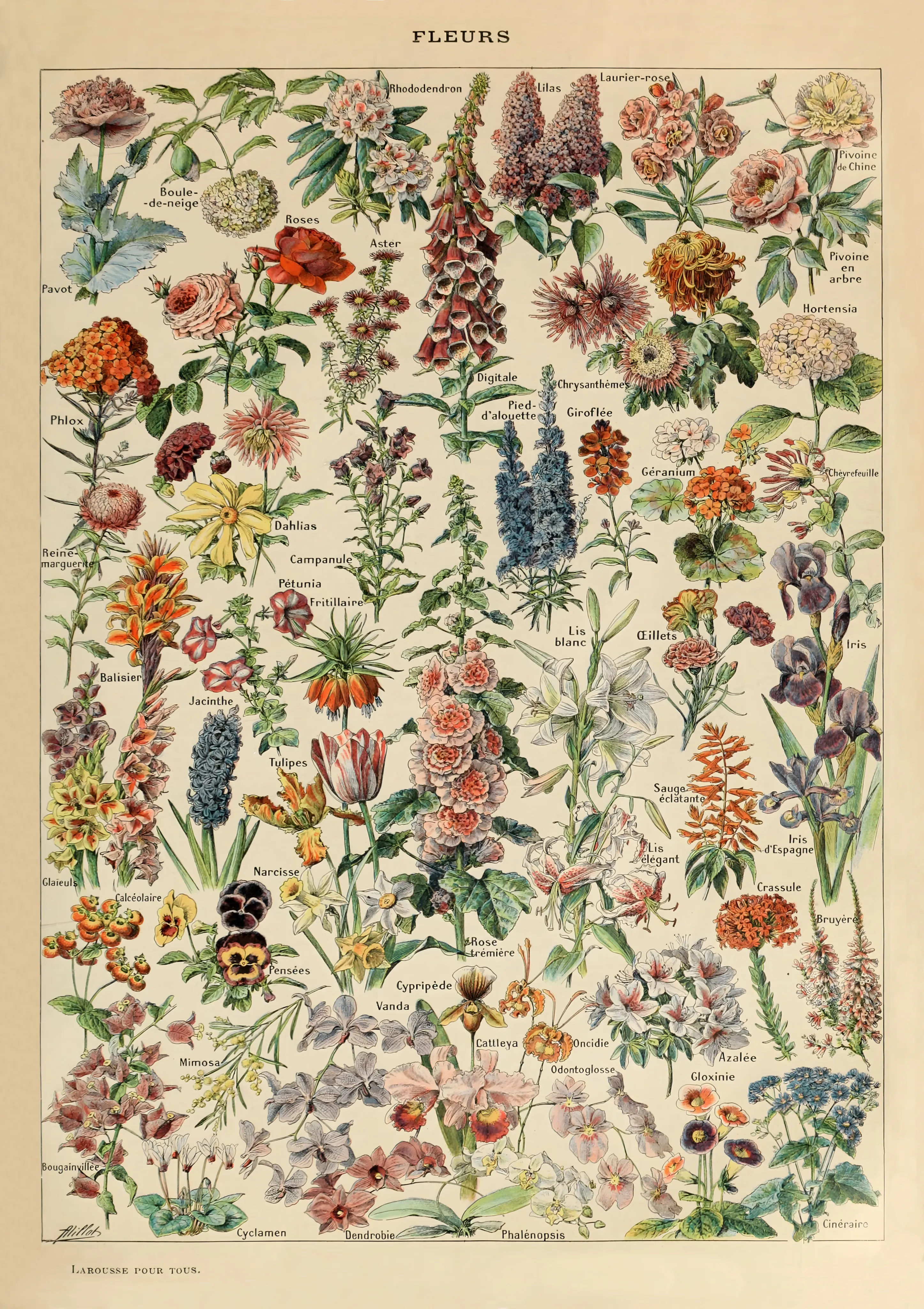 Fleurs image 1