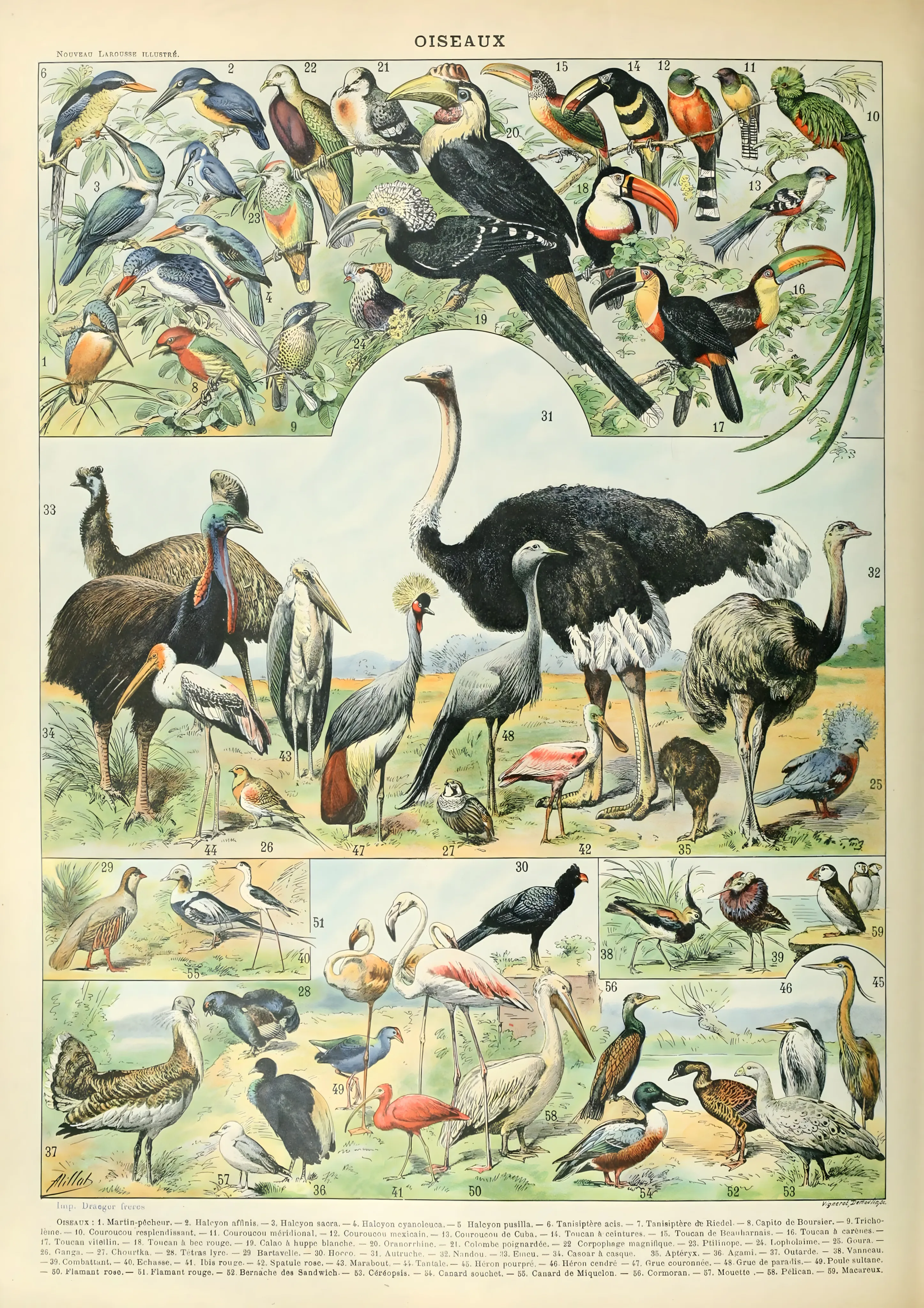 Oiseaux image 1