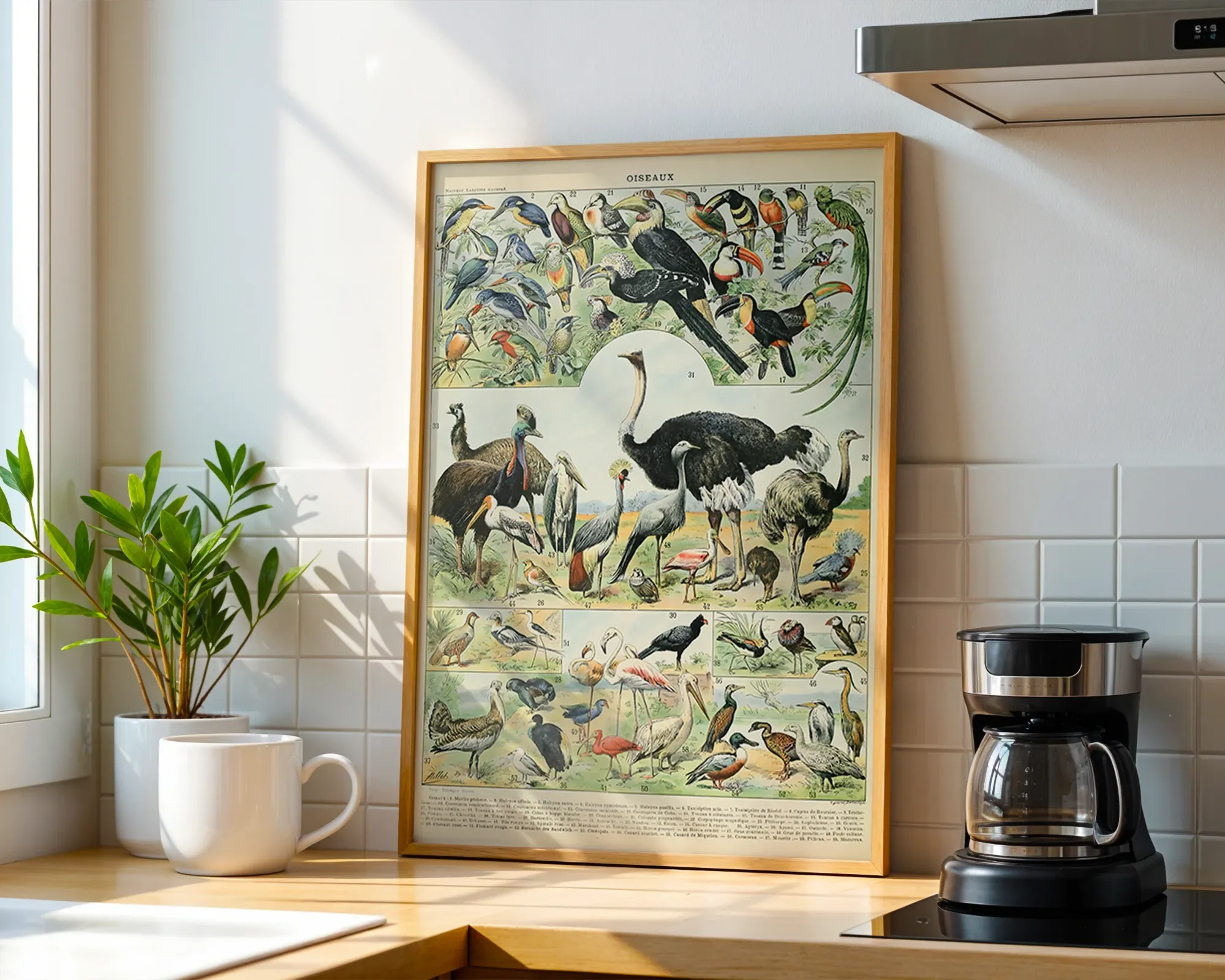 Oiseaux — room view 1