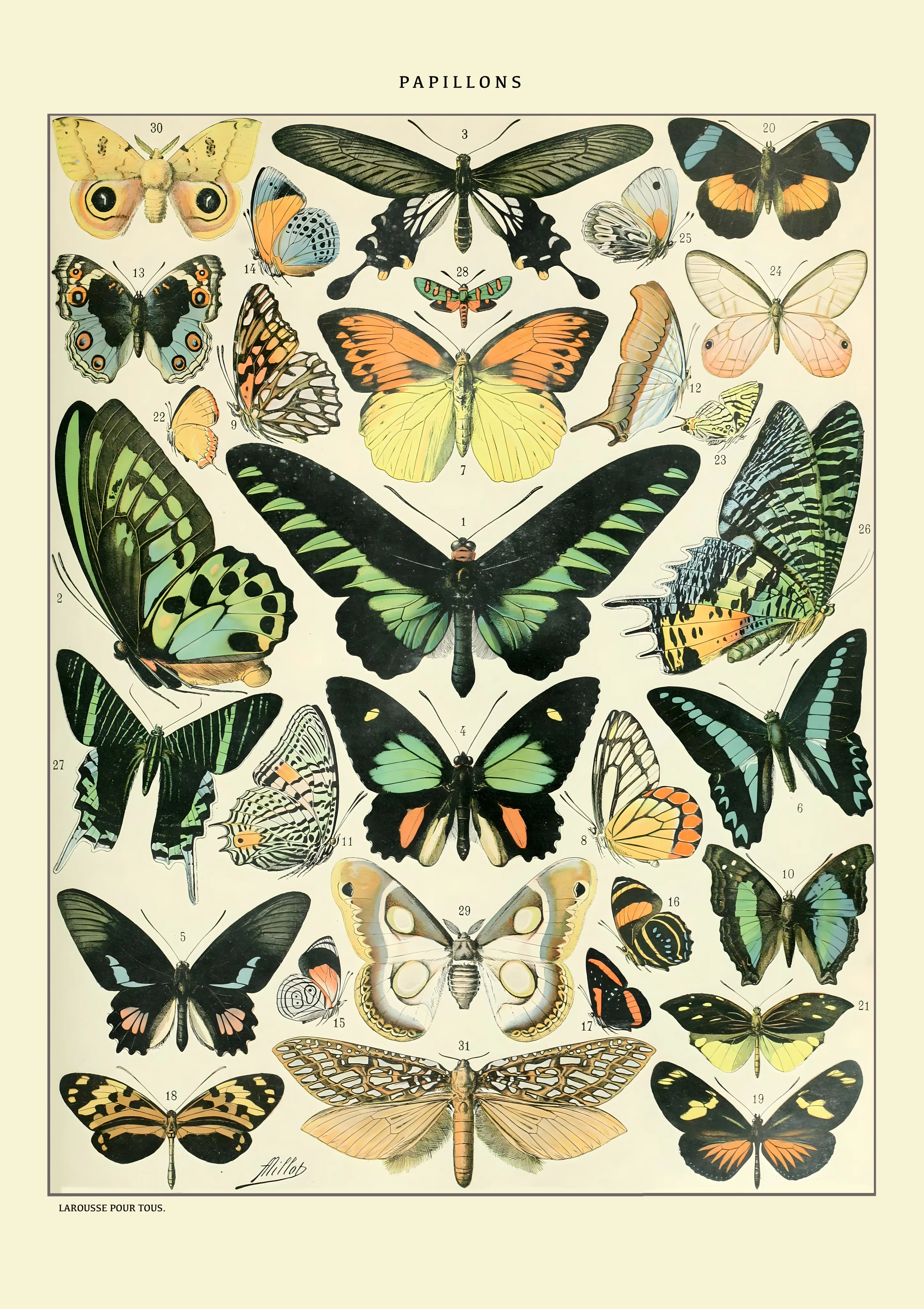 Papillons image 1