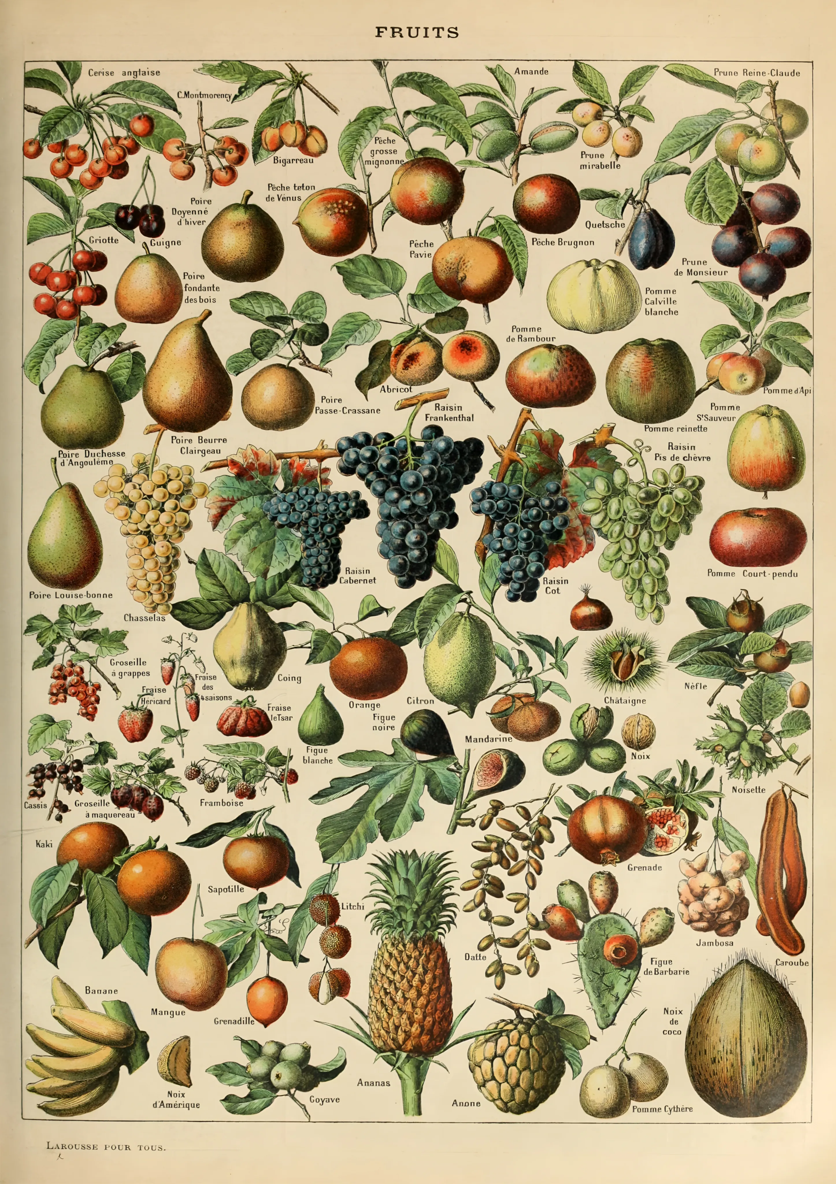Fruits image 1