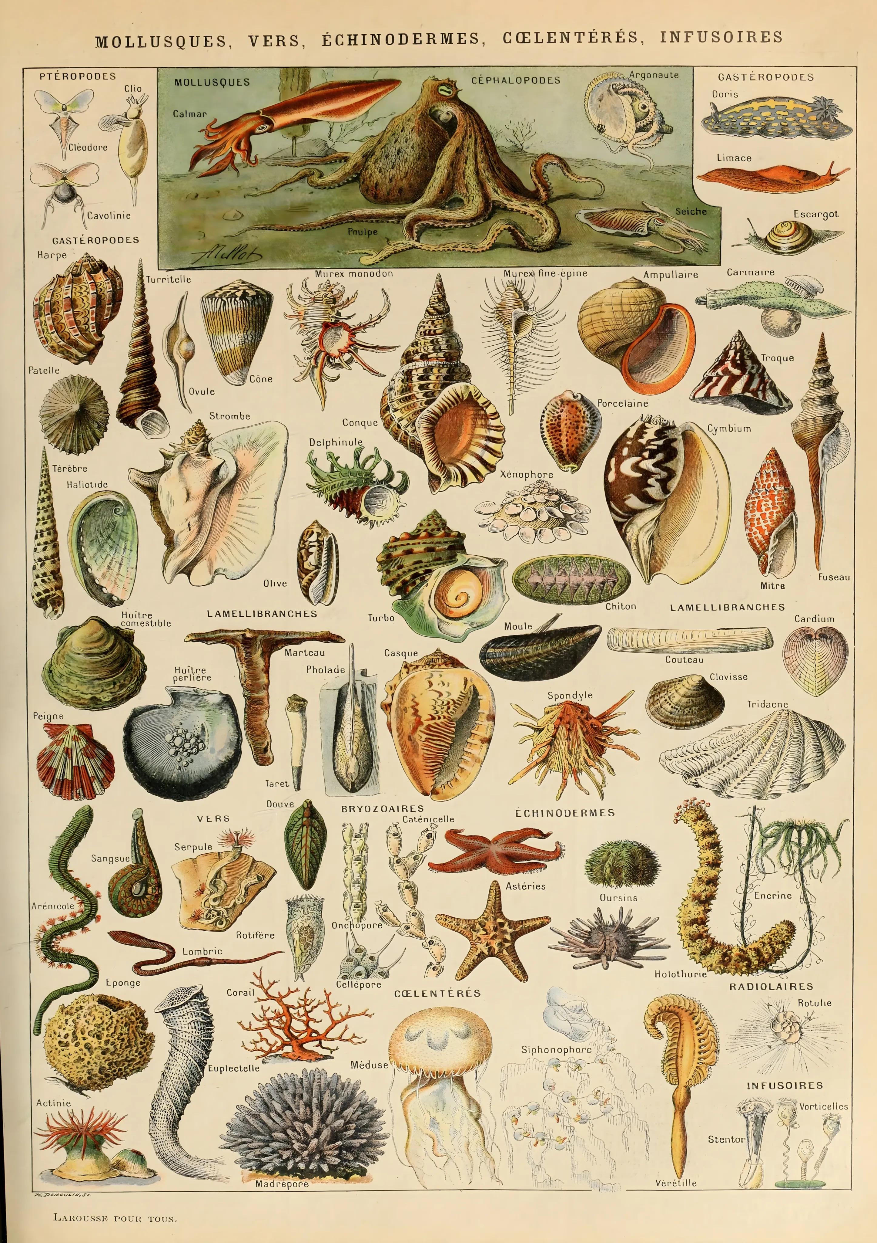 Mollusques image 1