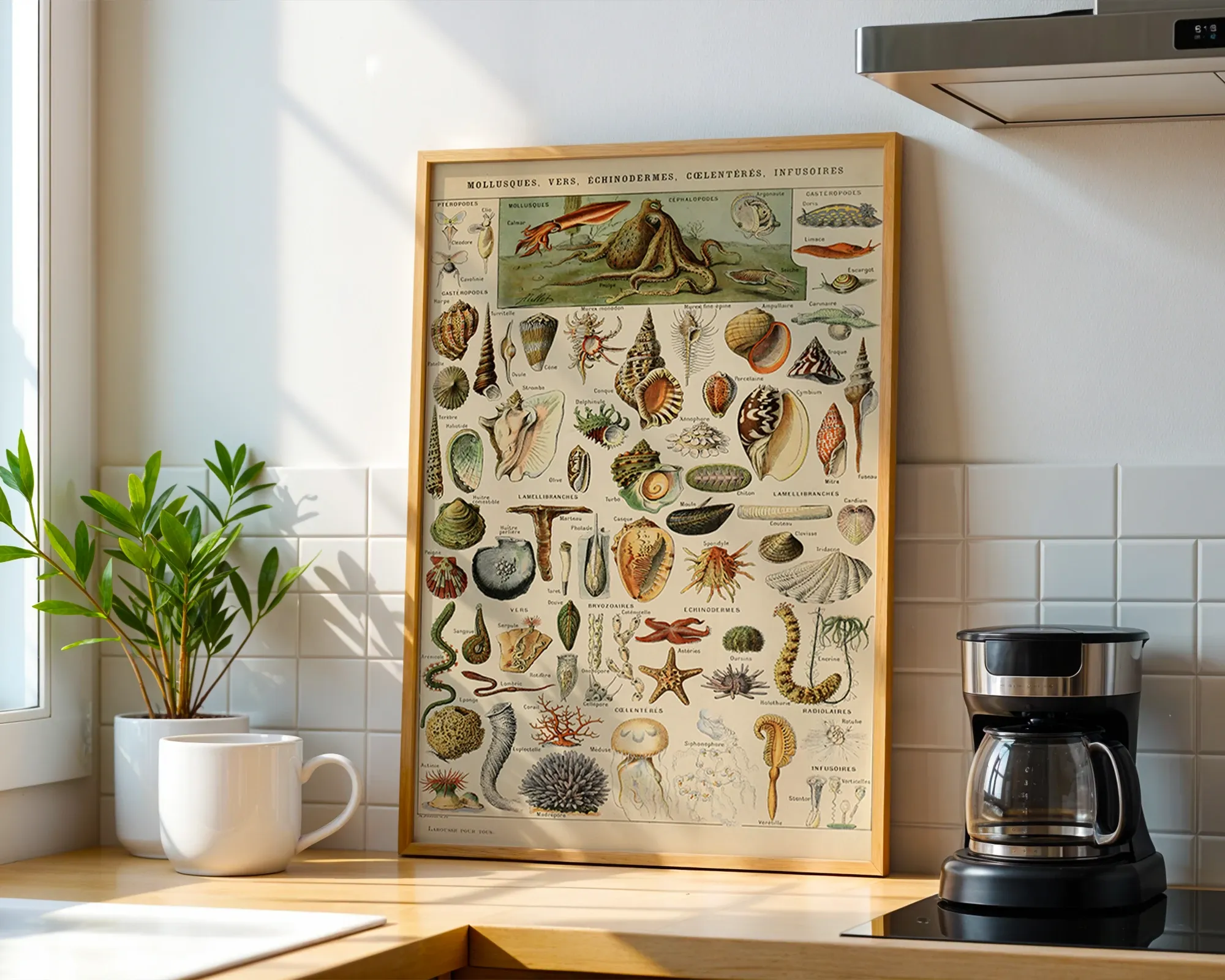 Mollusques — room view 1