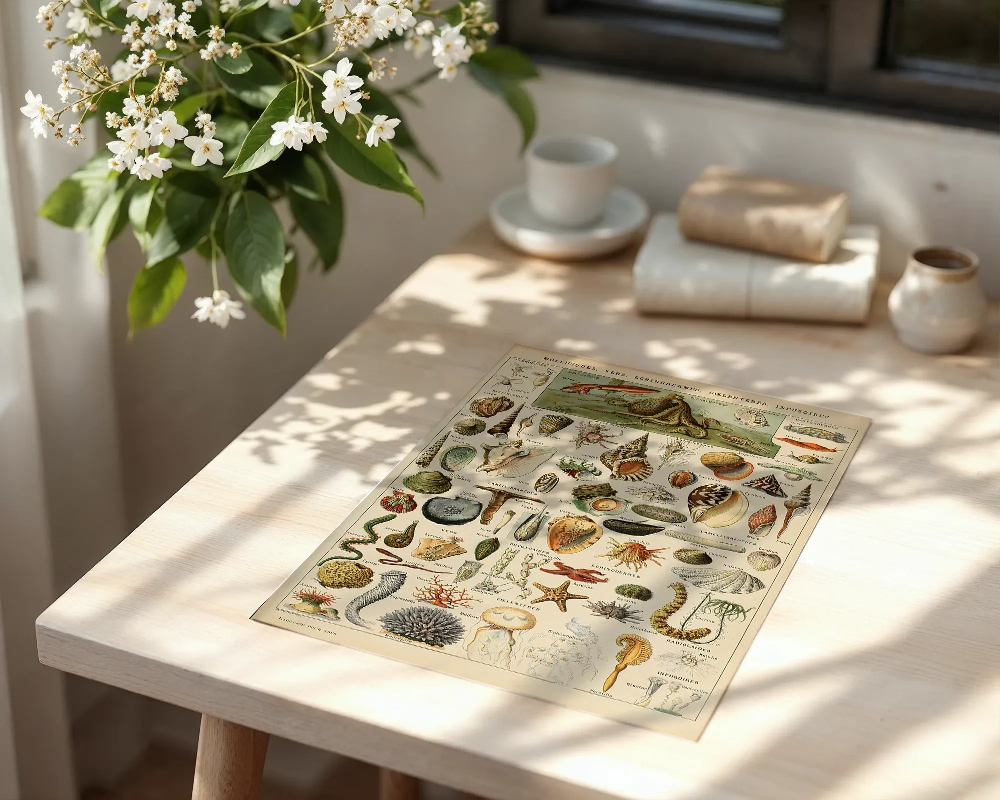Mollusques — room view 6