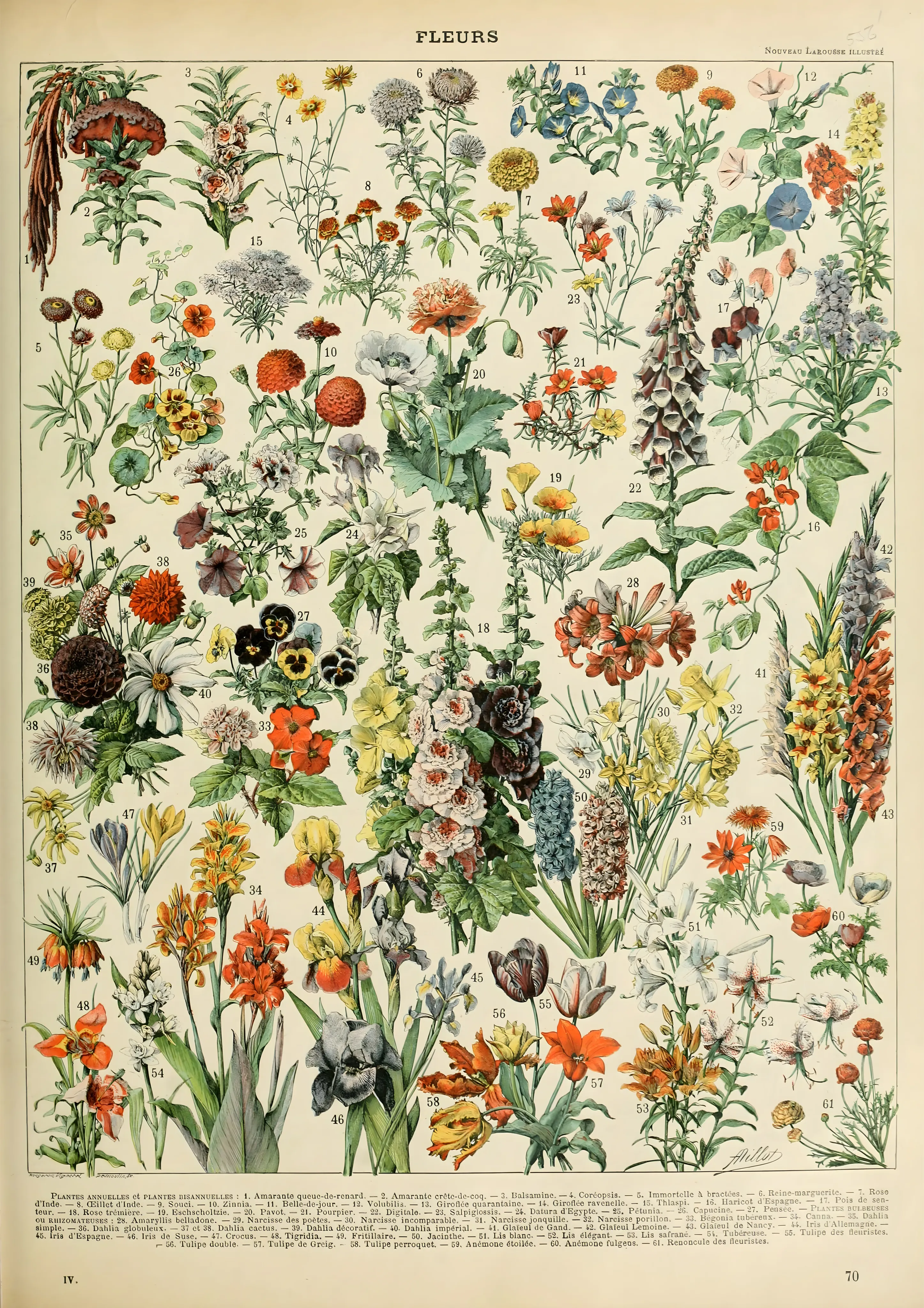 Fleurs image 1