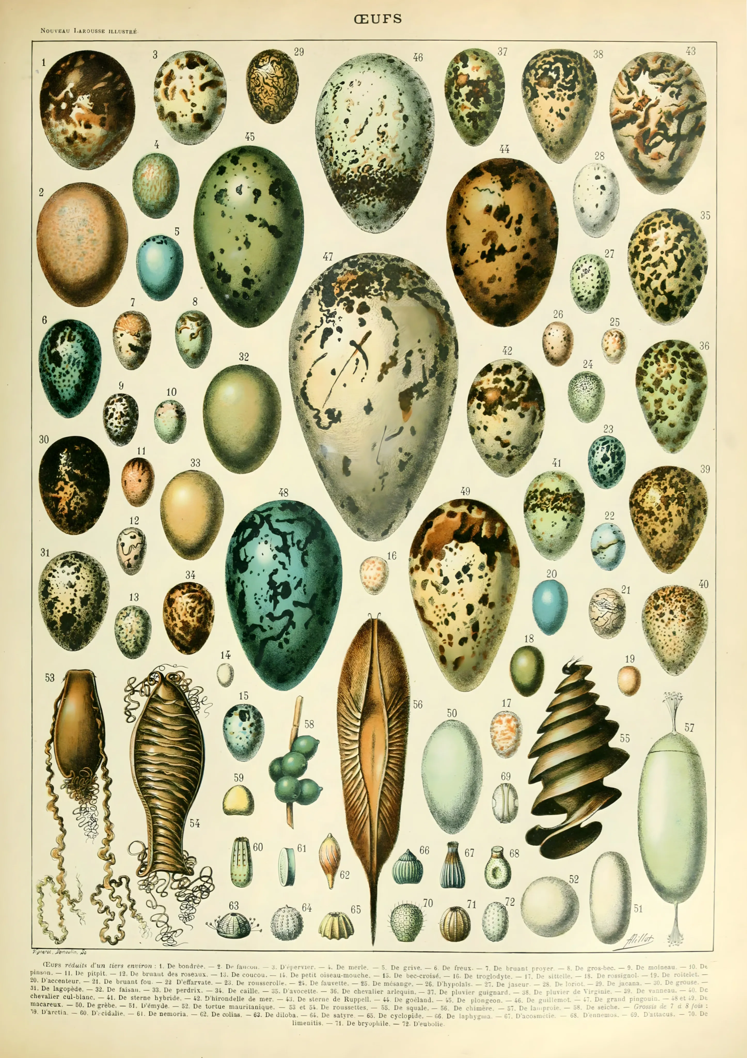 Oeufs image 1