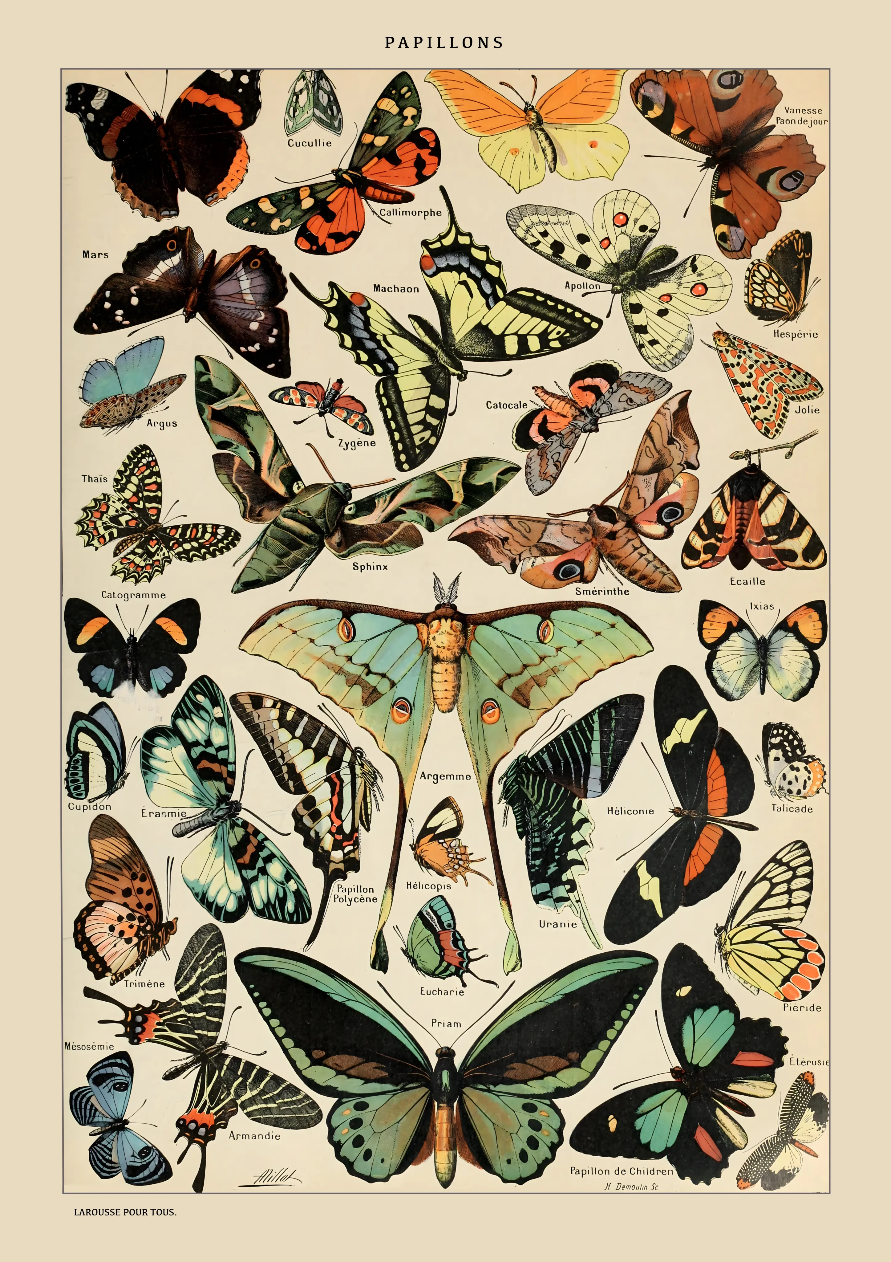 Papillons image 1