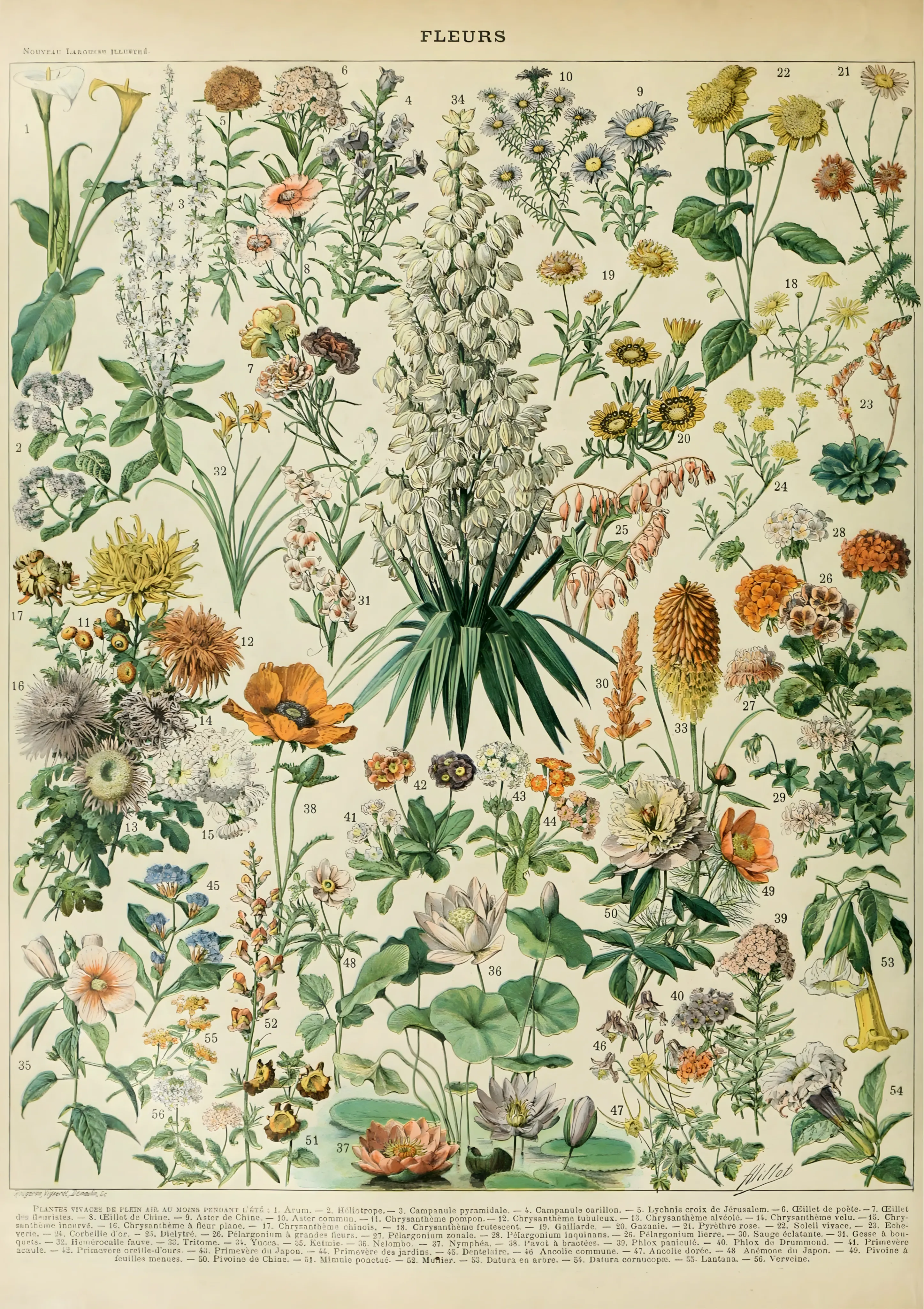 Fleurs image 1