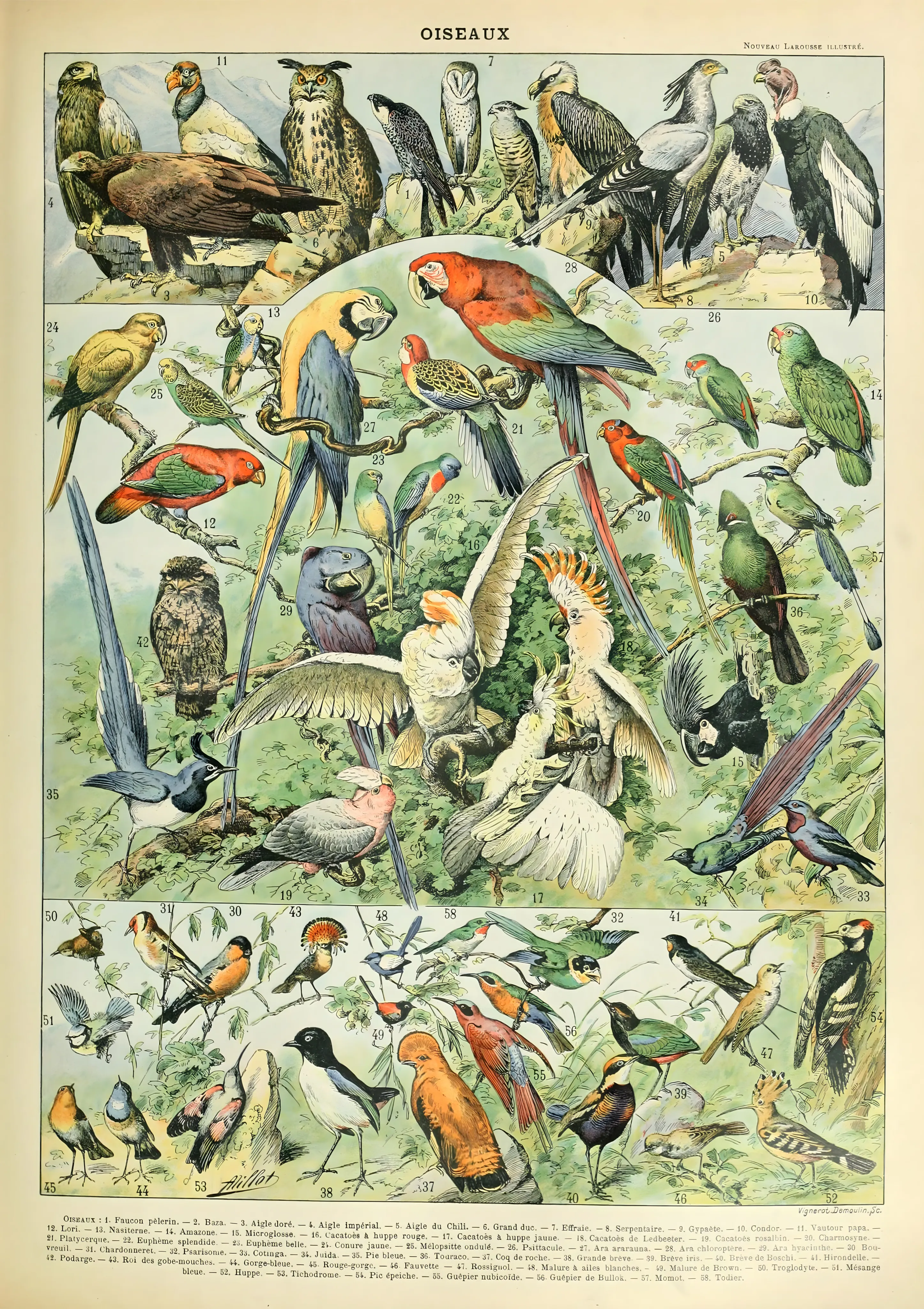 Oiseaux image 1