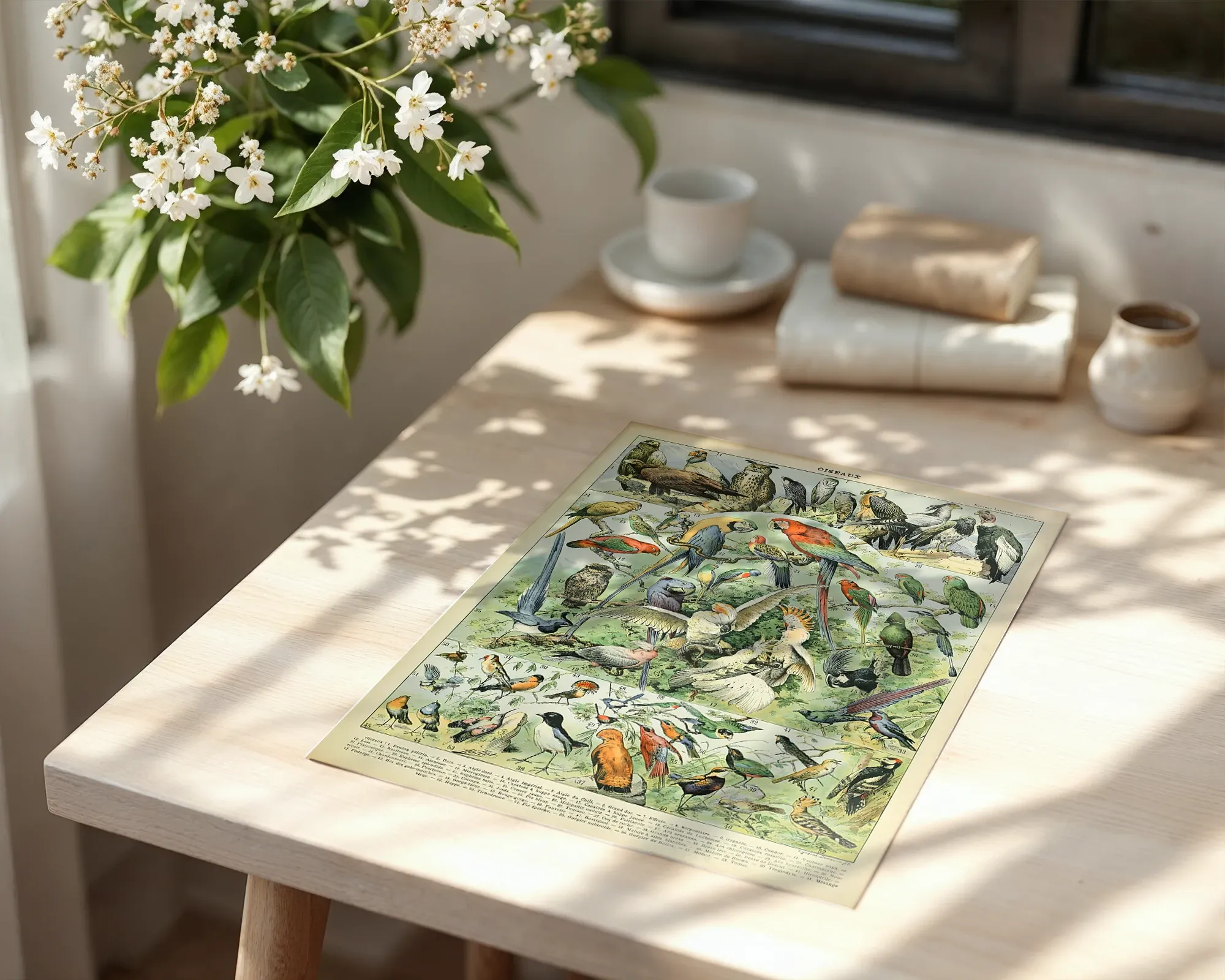 Oiseaux — room view 6