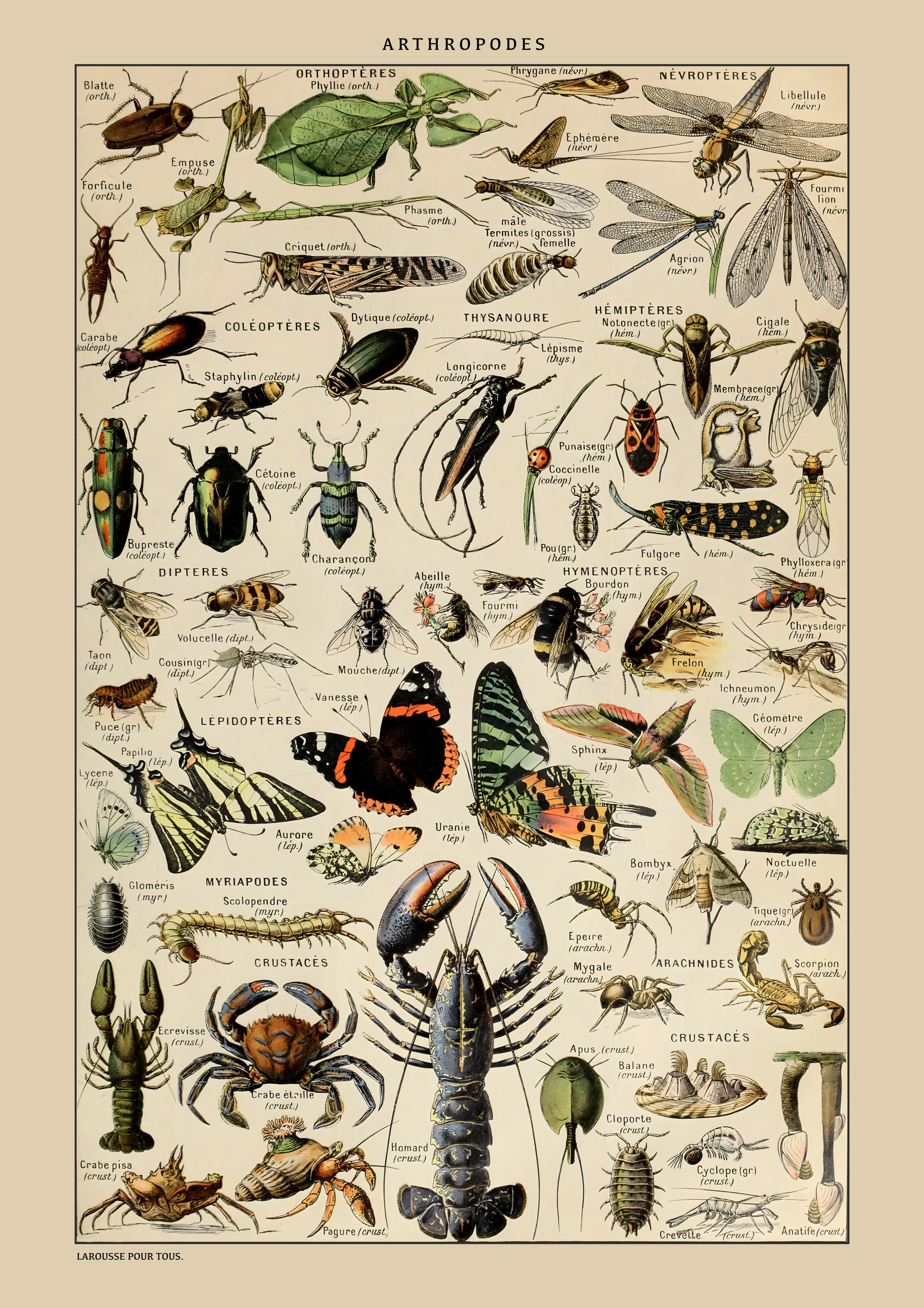 Arthropodes image 1