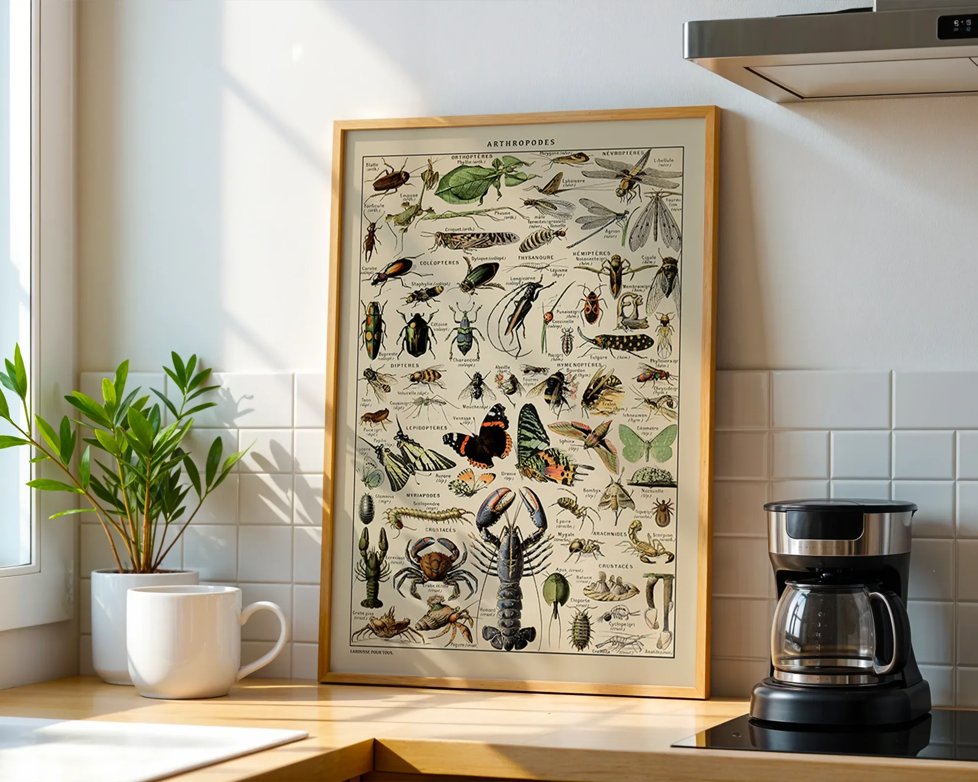 Arthropodes — room view 1