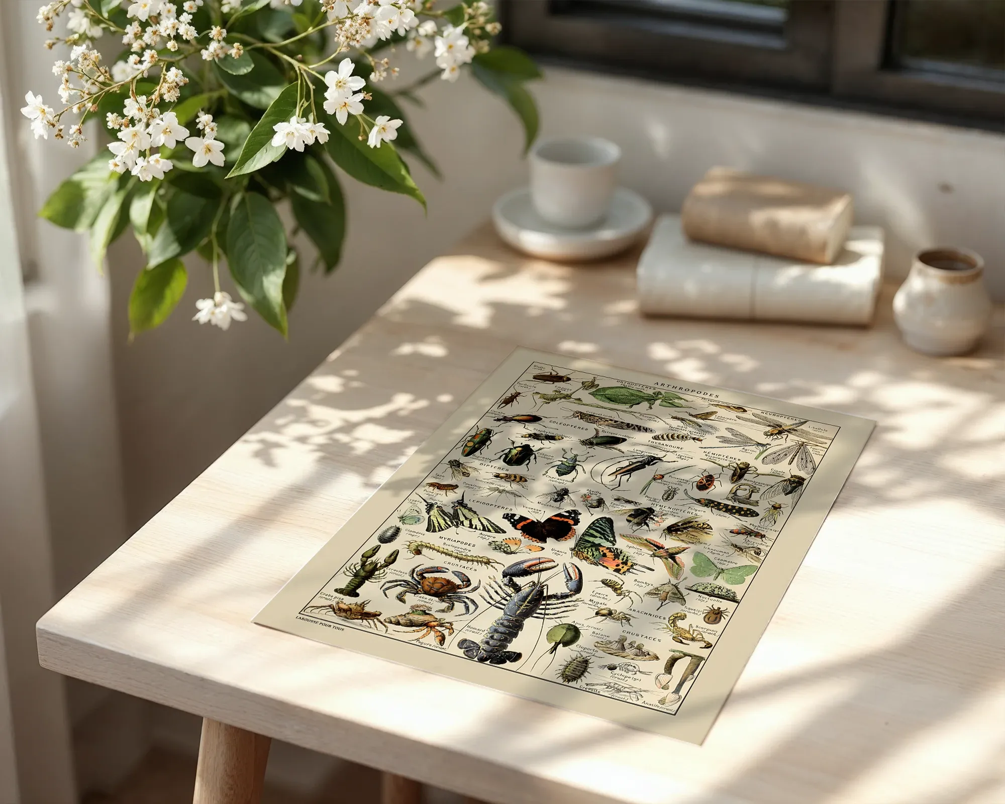 Arthropodes — room view 6