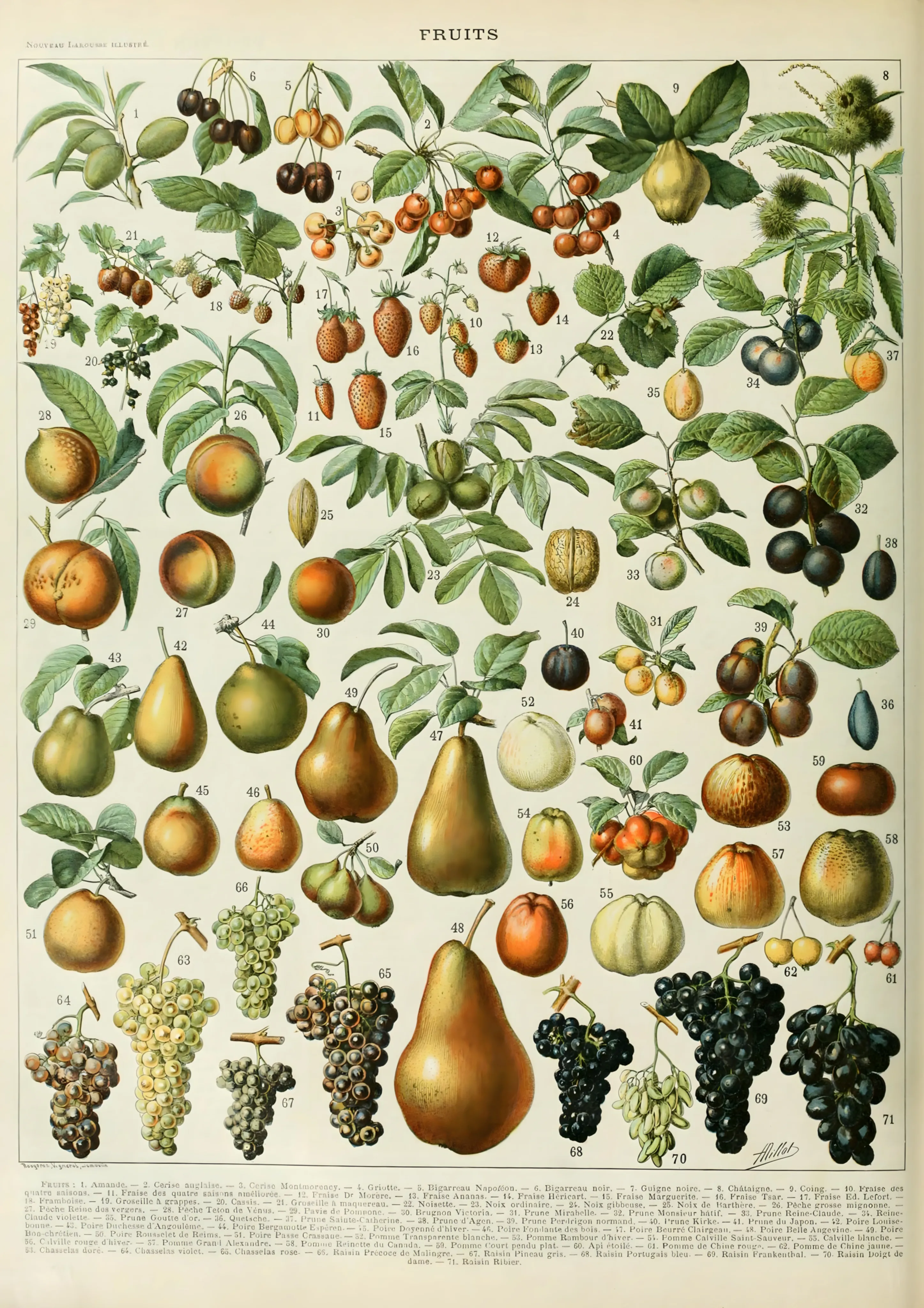 Fruits image 1
