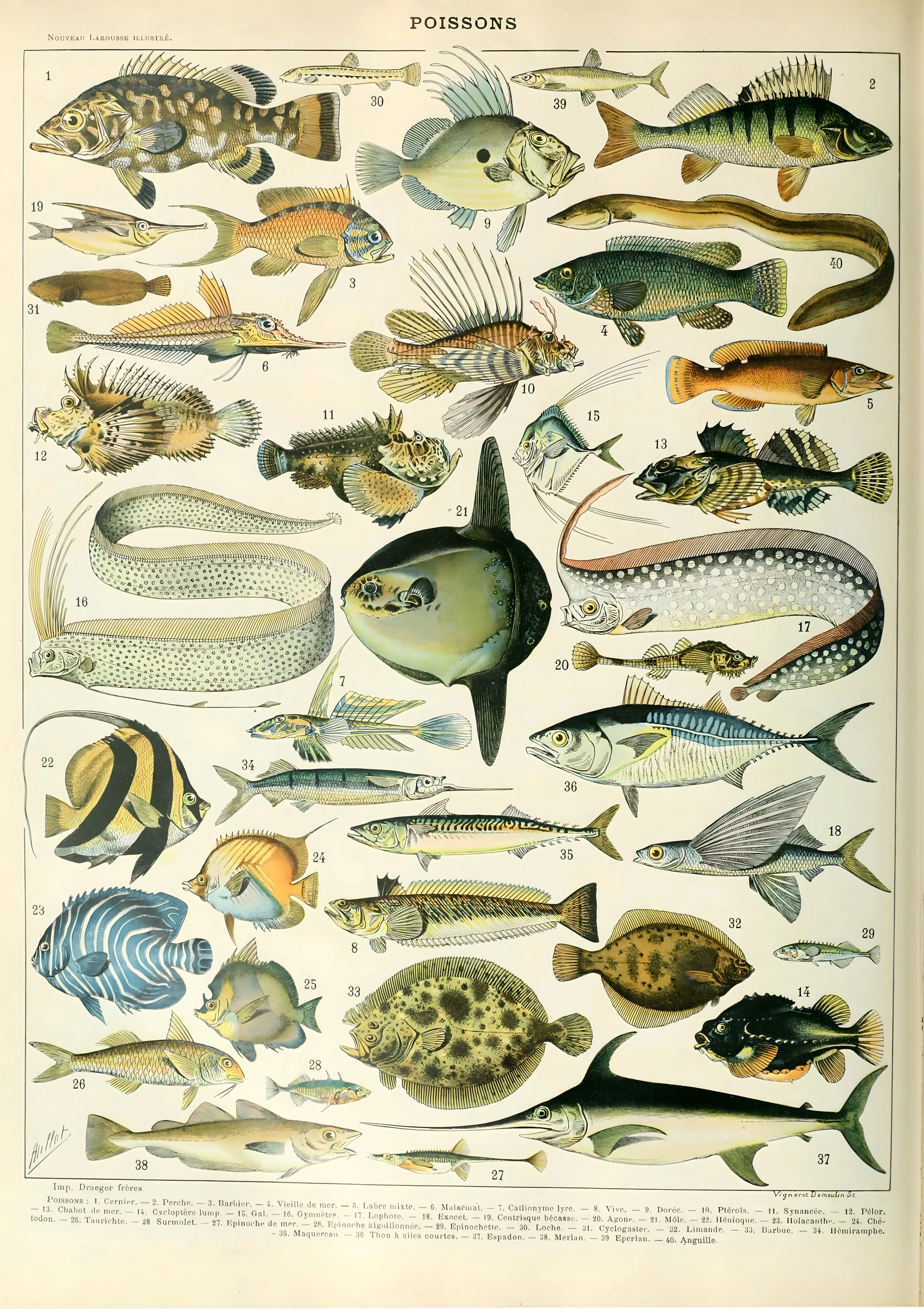 Poissons image 1