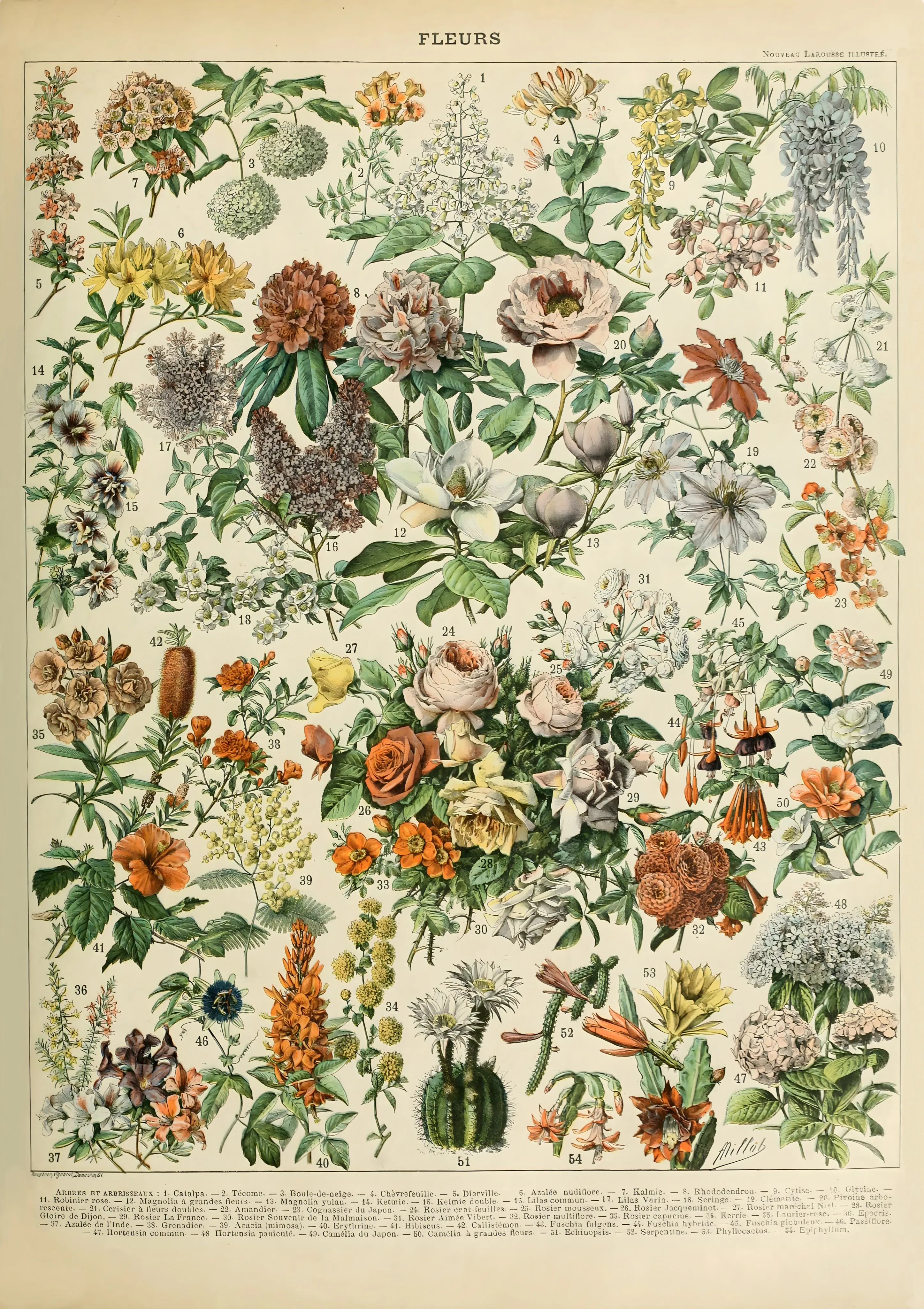 Fleurs image 1
