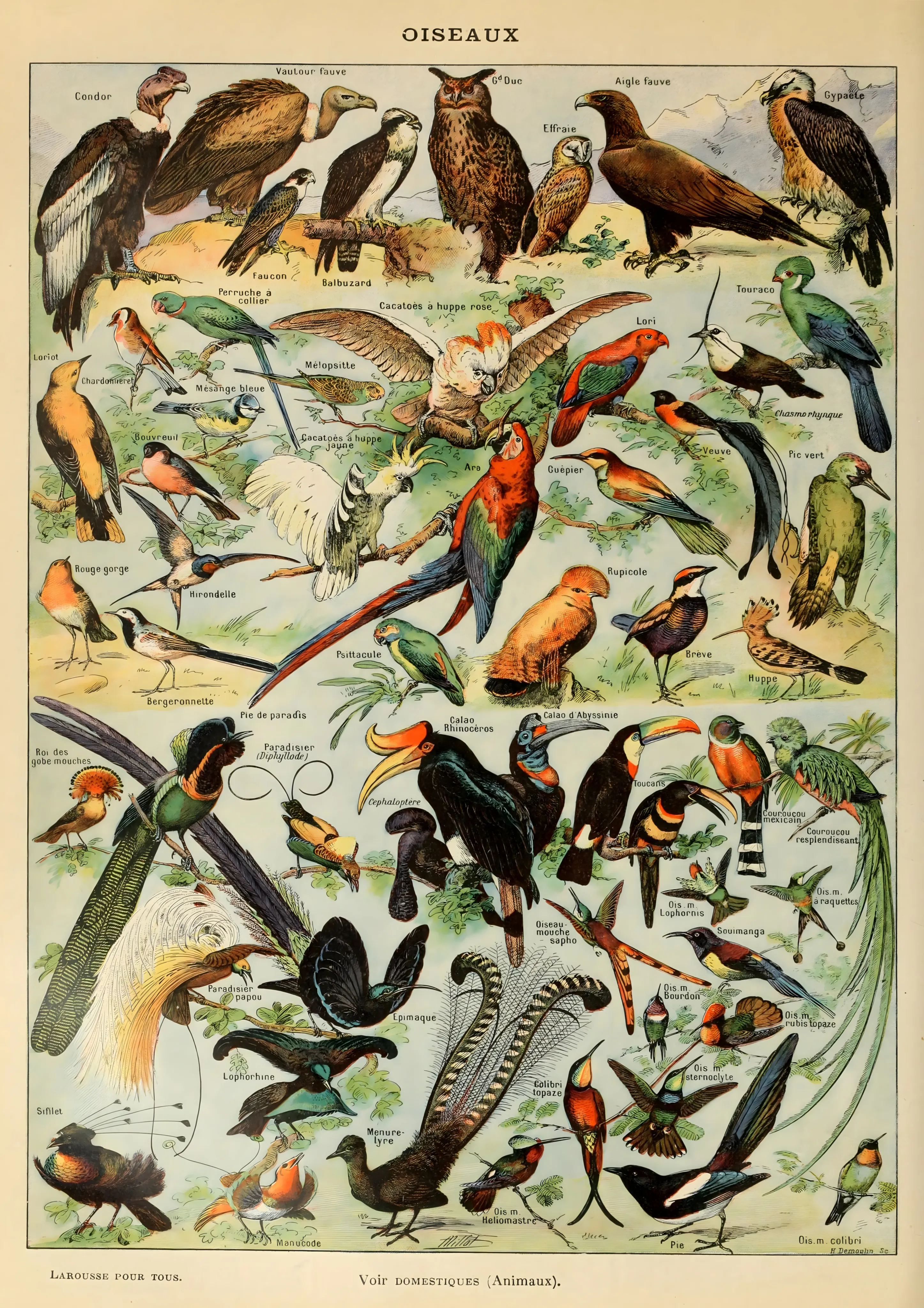 Oiseaux by Adolphe Millot image 1