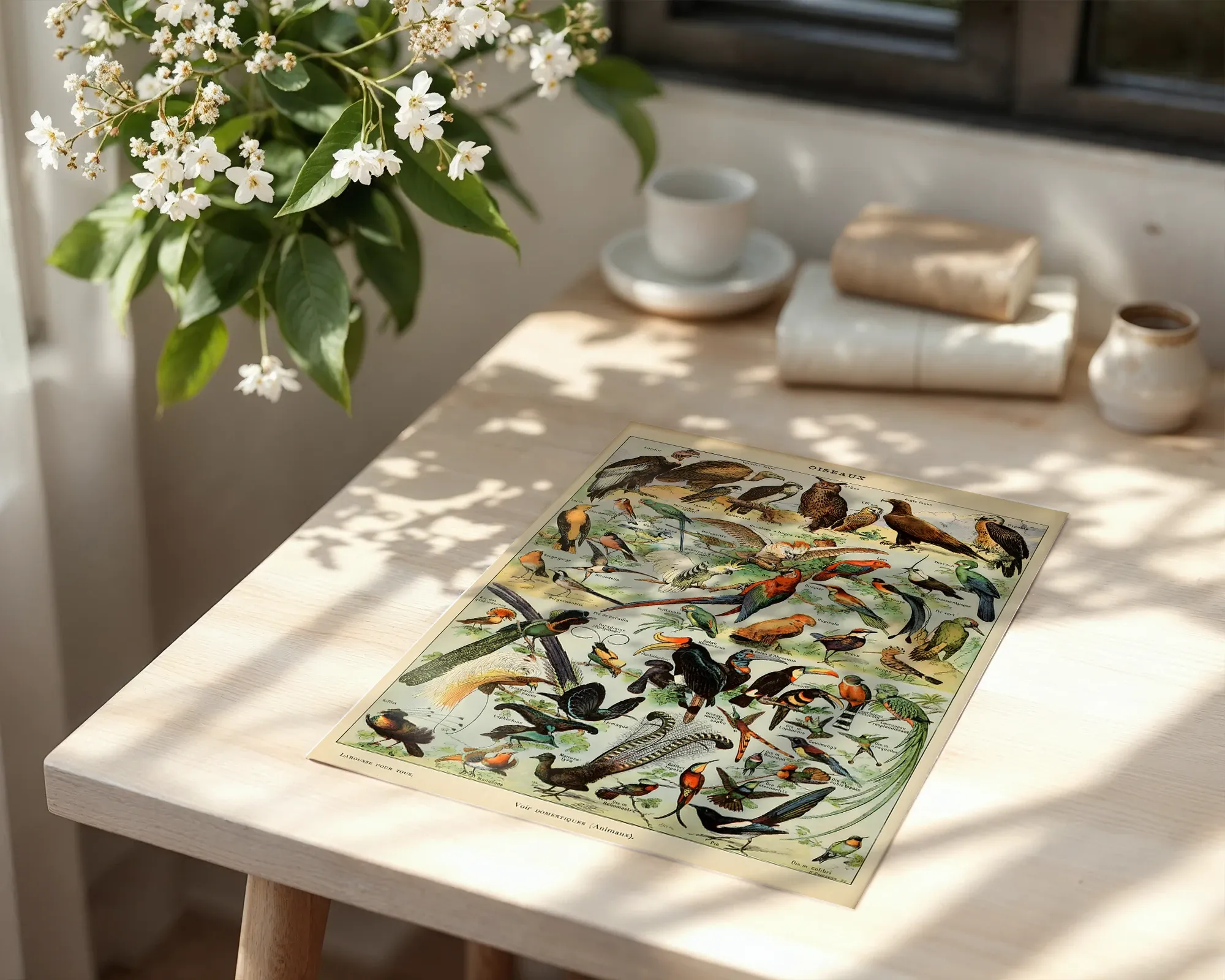 Oiseaux by Adolphe Millot — room view 6
