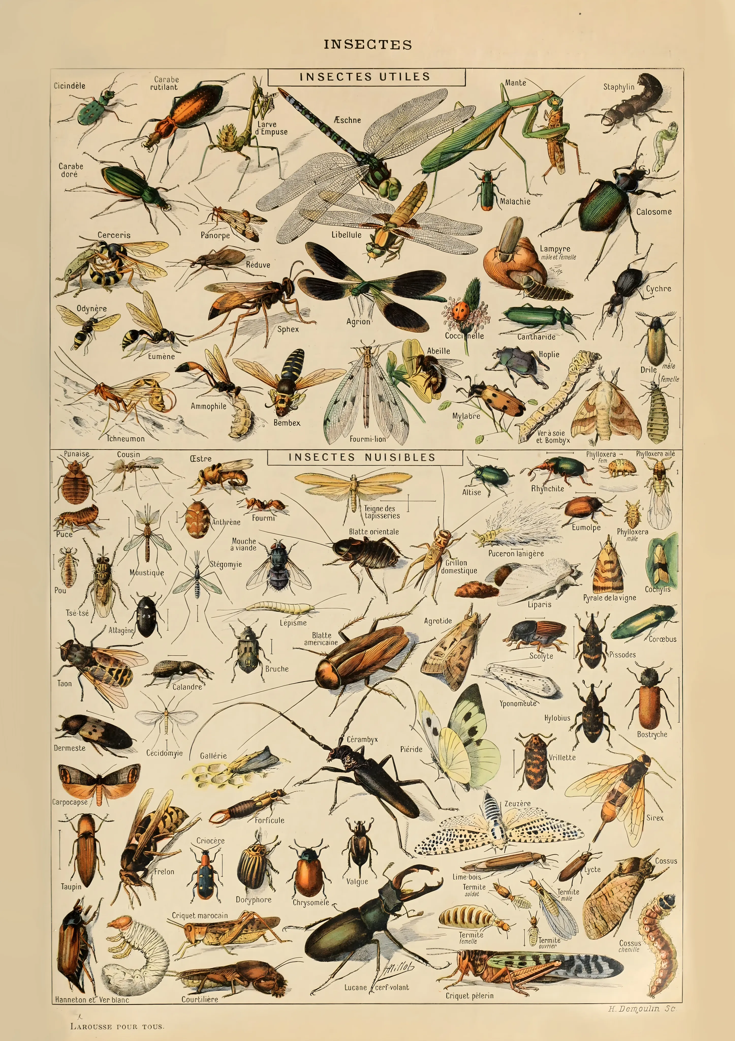 Insectes image 1