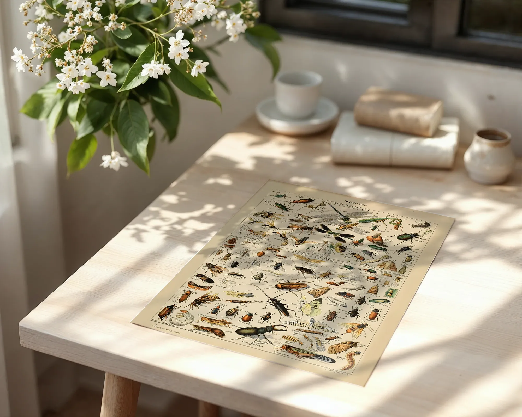 Insectes — room view 6