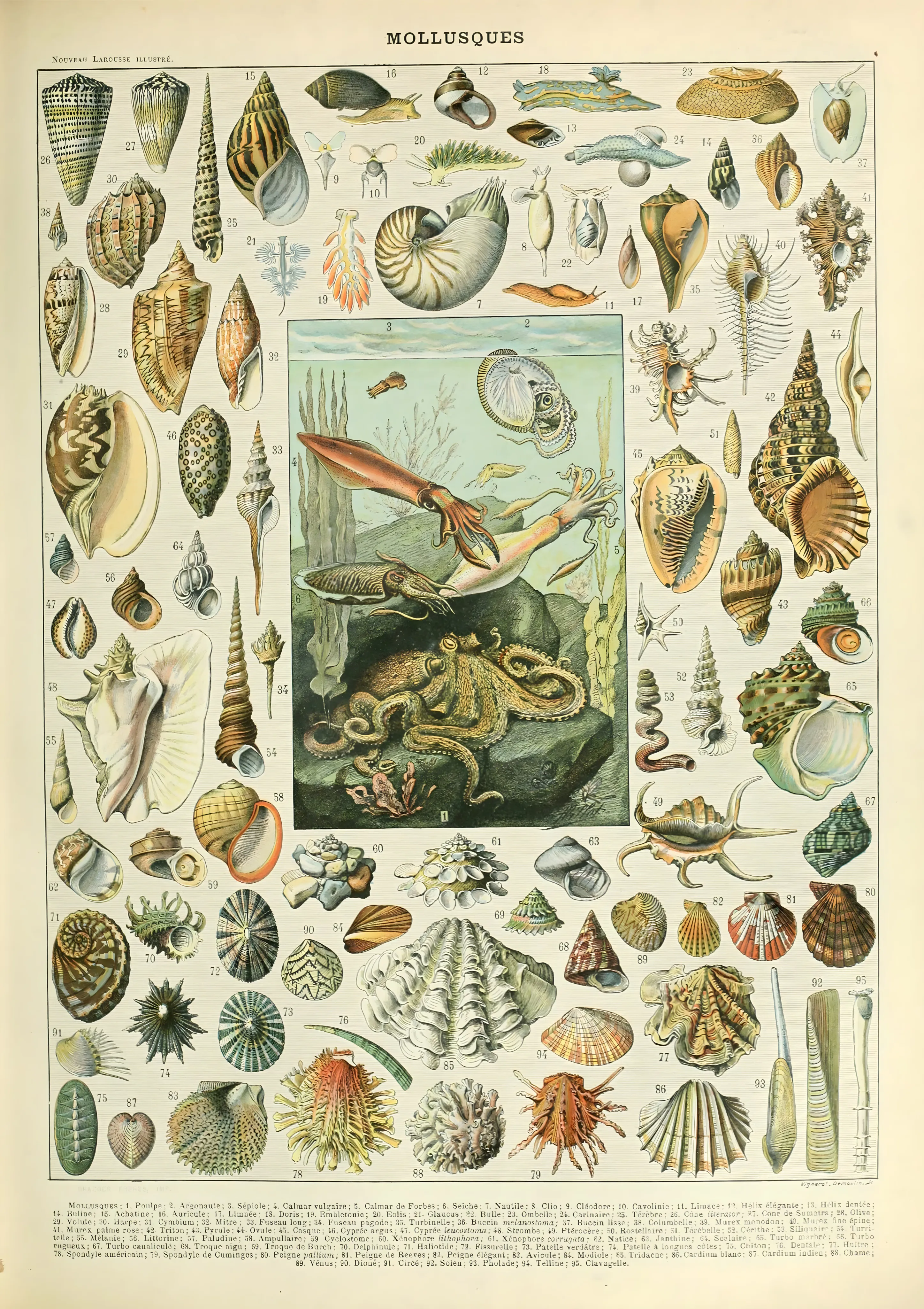 Mollusques image 1