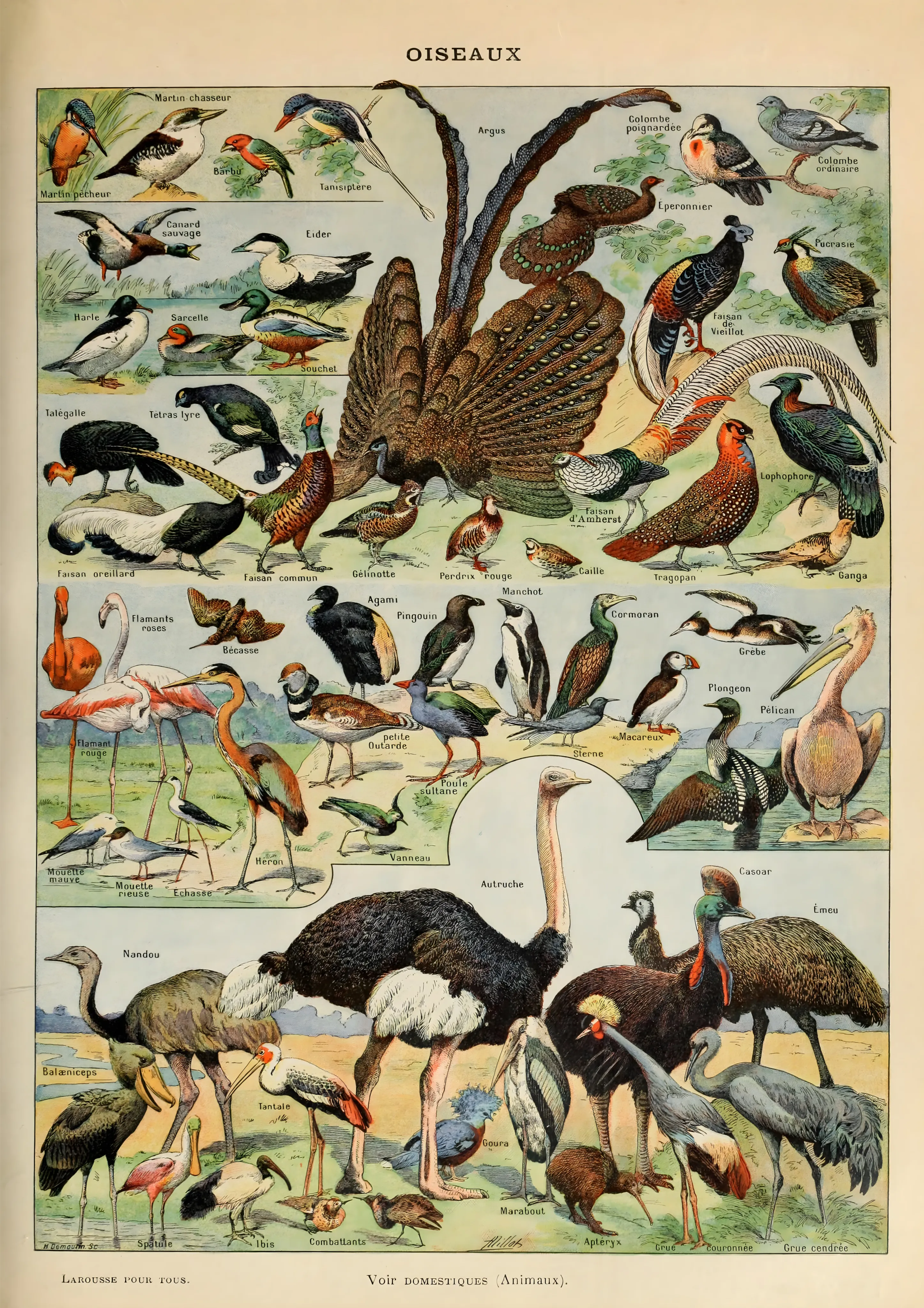 Oiseaux image 1