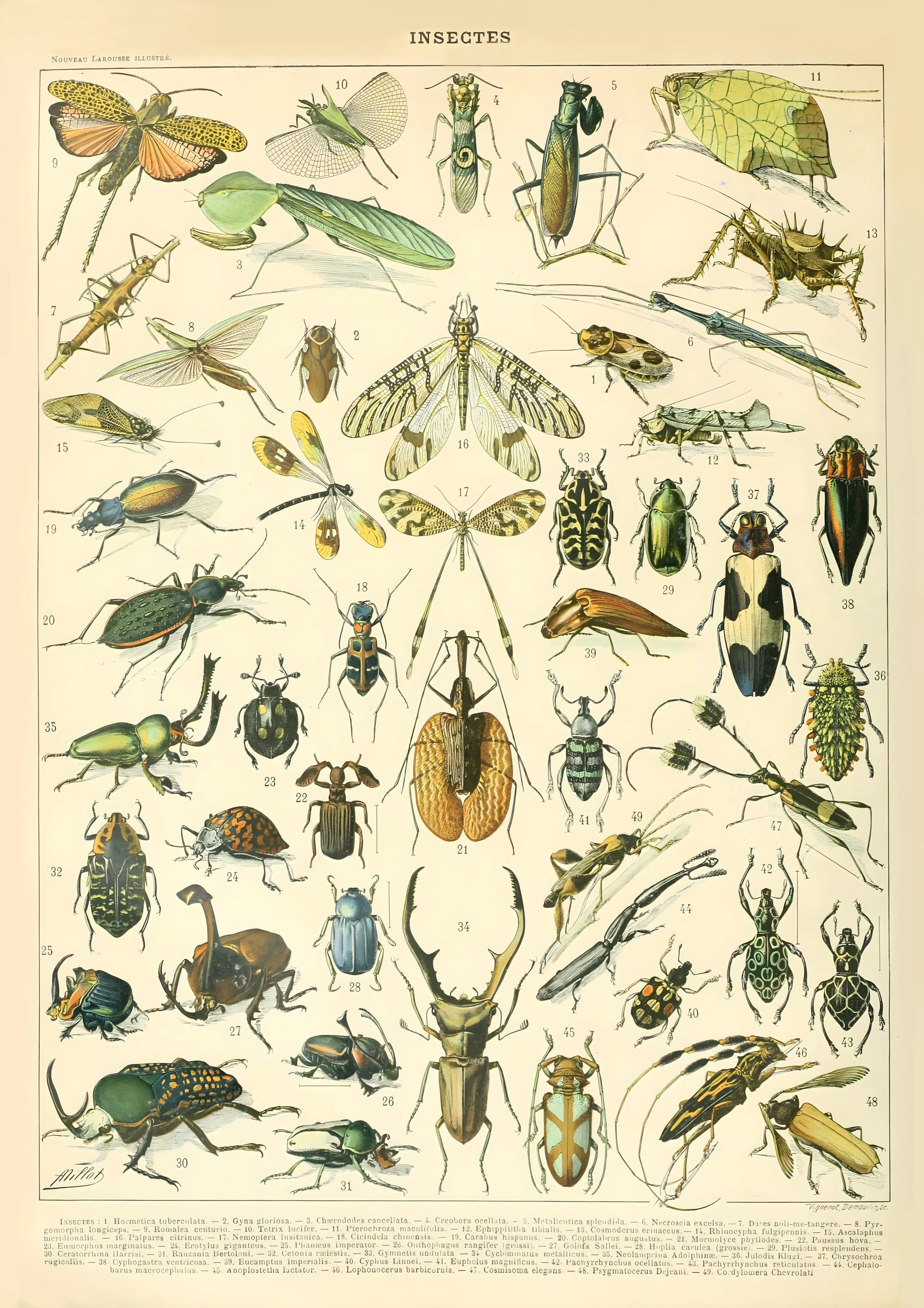 Insectes image 1